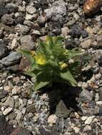 Image of golden desert-snapdragon