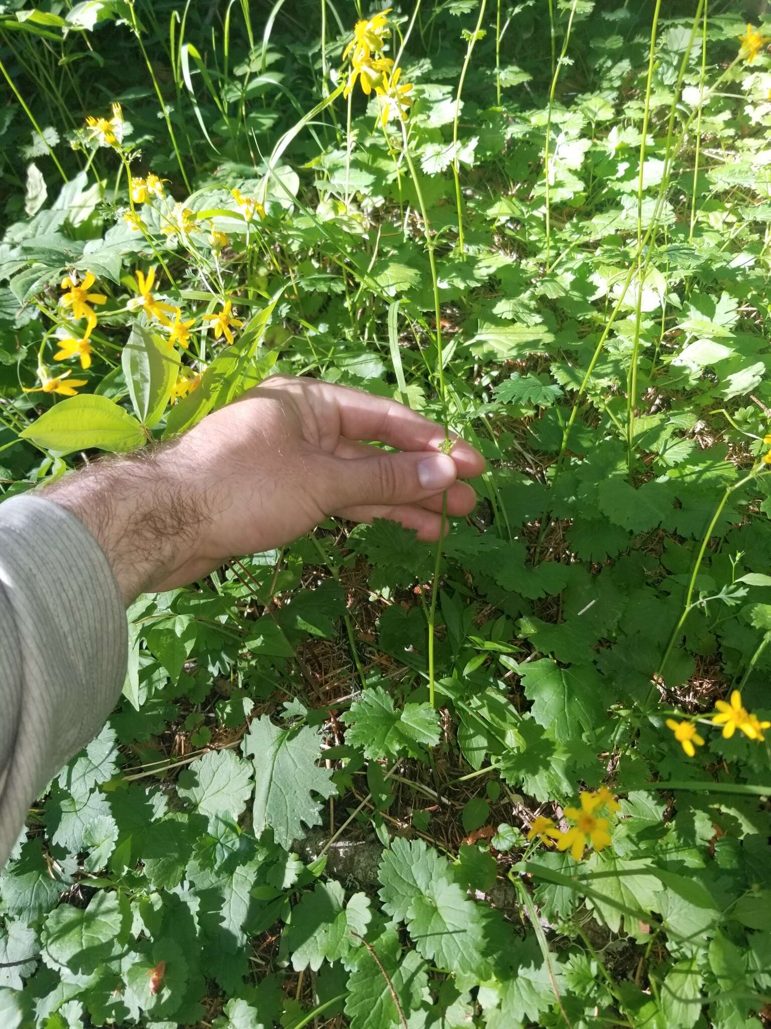 Image of Harford's ragwort