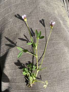 Image de Trifolium oliganthum Steud.