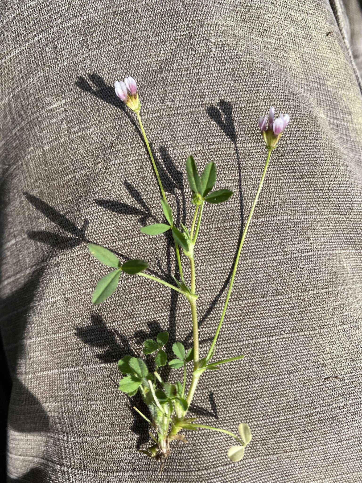Sivun Trifolium oliganthum Steud. kuva