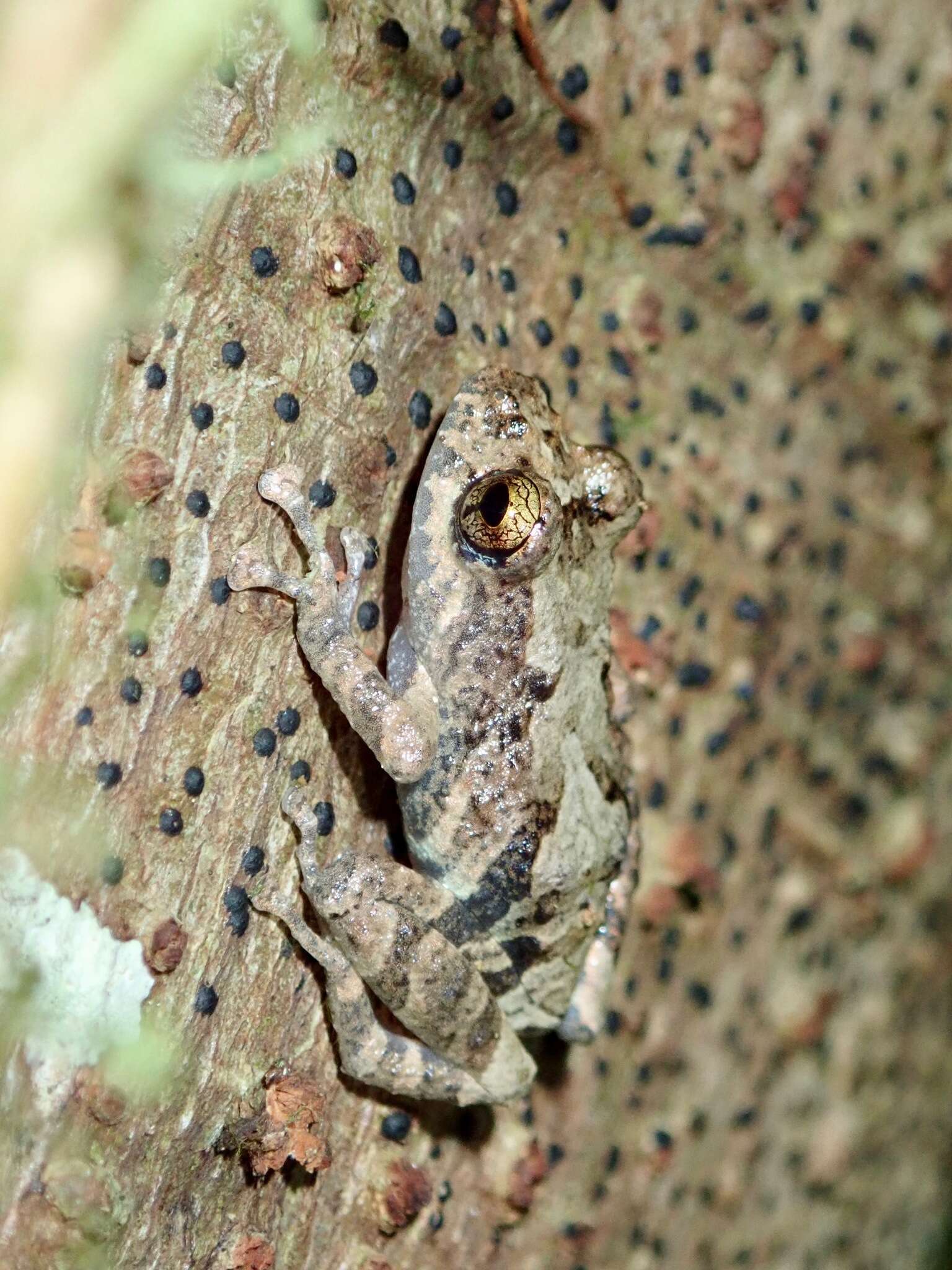 Image of Pristimantis ventrimarmoratus (Boulenger 1912)