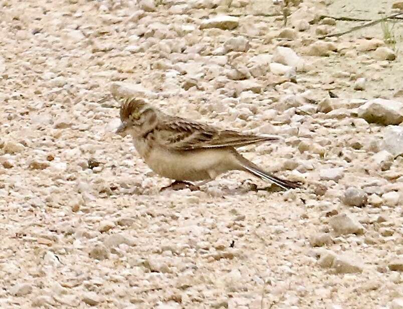 Image of Greater Short-toed Lark