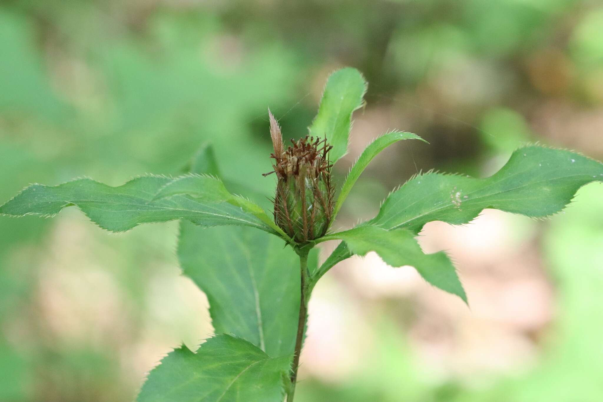 Image of Atractylodes lancea (Thunb.) DC.