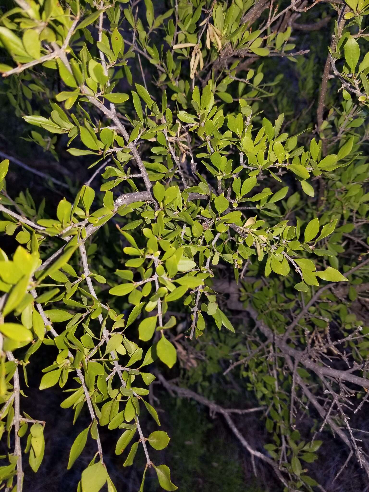 Forestiera pubescens var. parvifolia (A. Gray) G. L. Nesom resmi