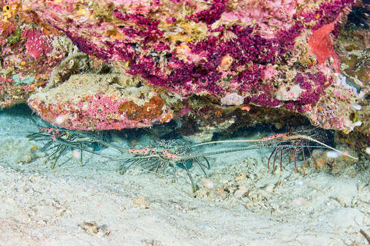 Image of Stripe-leg spiny lobster