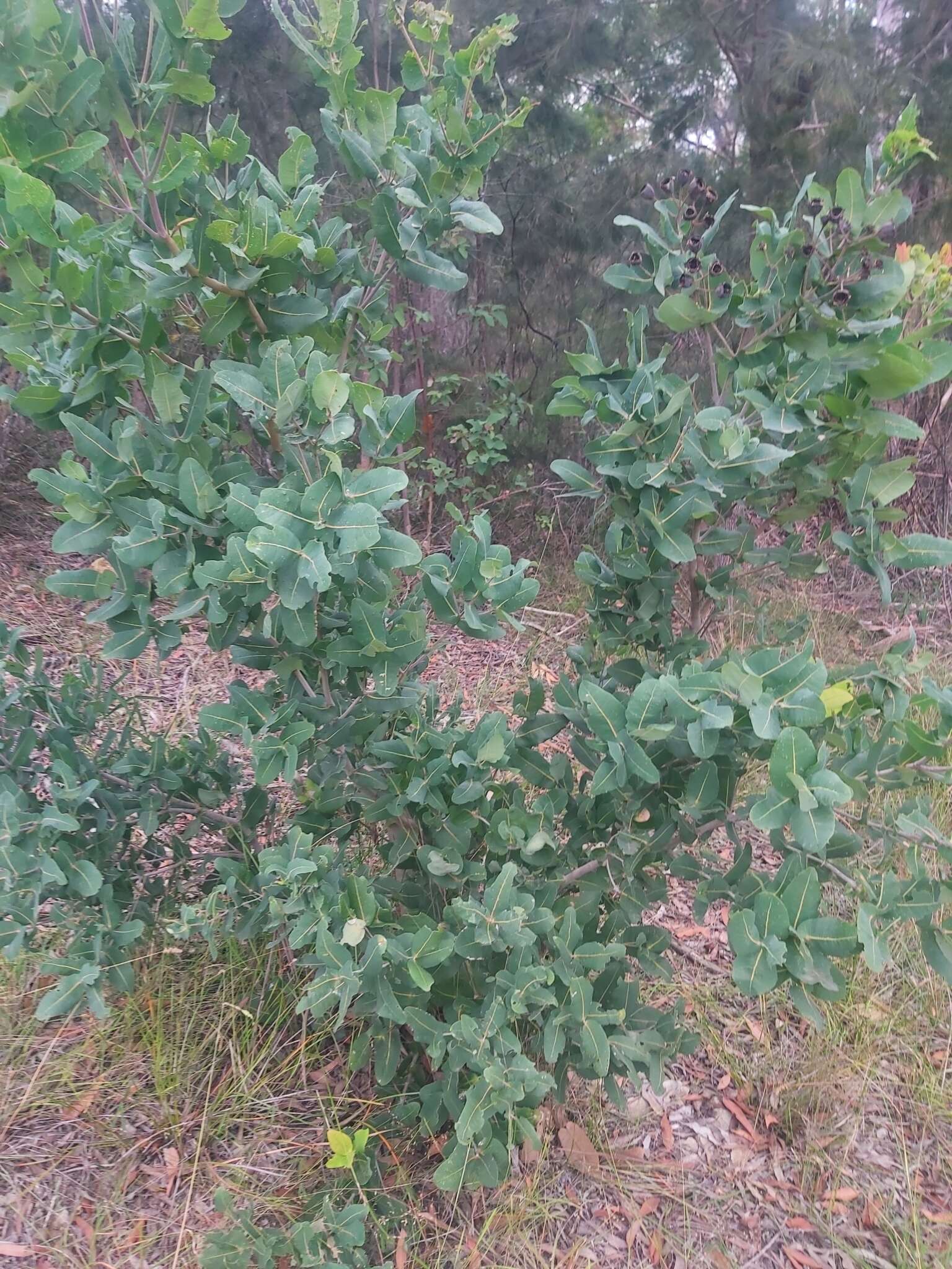 Image de Angophora hispida (Sm.) D. F. Blaxell