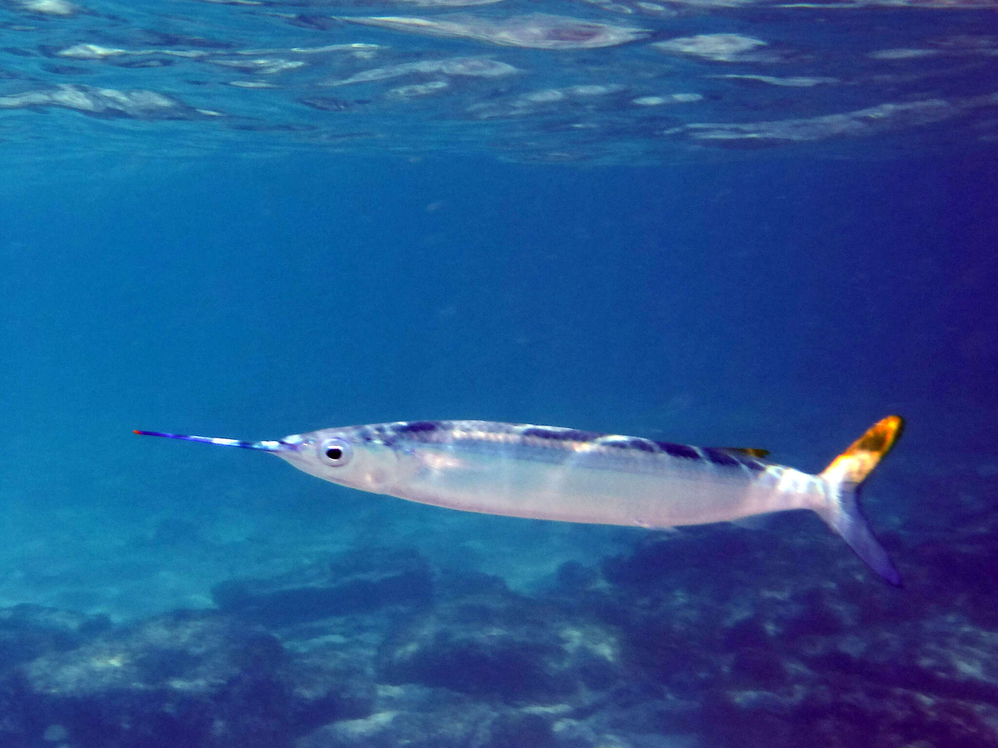 Image of Ballyhoo Halfbeak