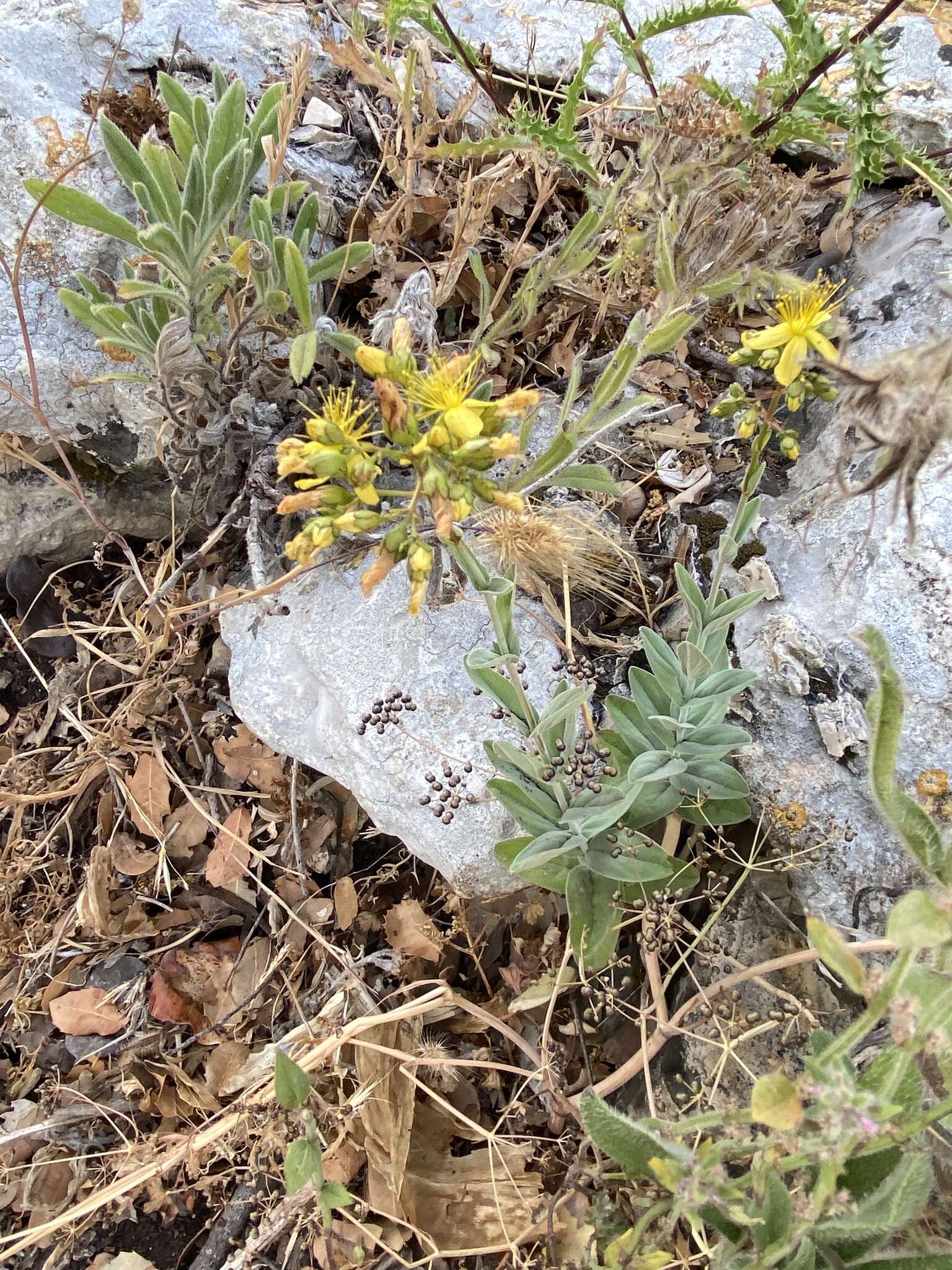 Image of Hypericum lanuginosum Lam.