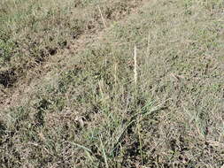 Image of White Fluff Grass