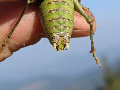 Image of Spokan Anabrus