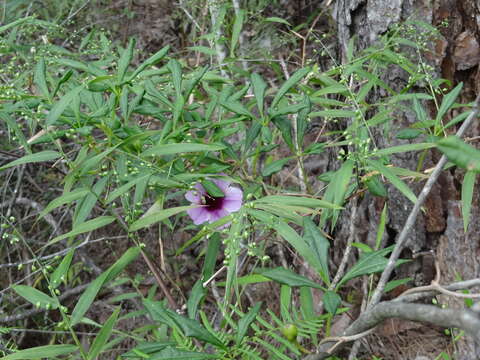 Imagem de Ipomoea carolina L.