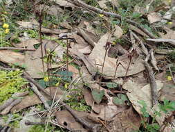 Image of Mayfly orchid