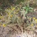 Sivun Ulex parviflorus subsp. eriocladus (C. Vicioso) D. A. Webb kuva