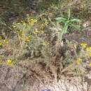 Image of Ulex parviflorus subsp. eriocladus (C. Vicioso) D. A. Webb