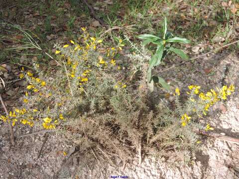 Imagem de Ulex parviflorus subsp. eriocladus (C. Vicioso) D. A. Webb