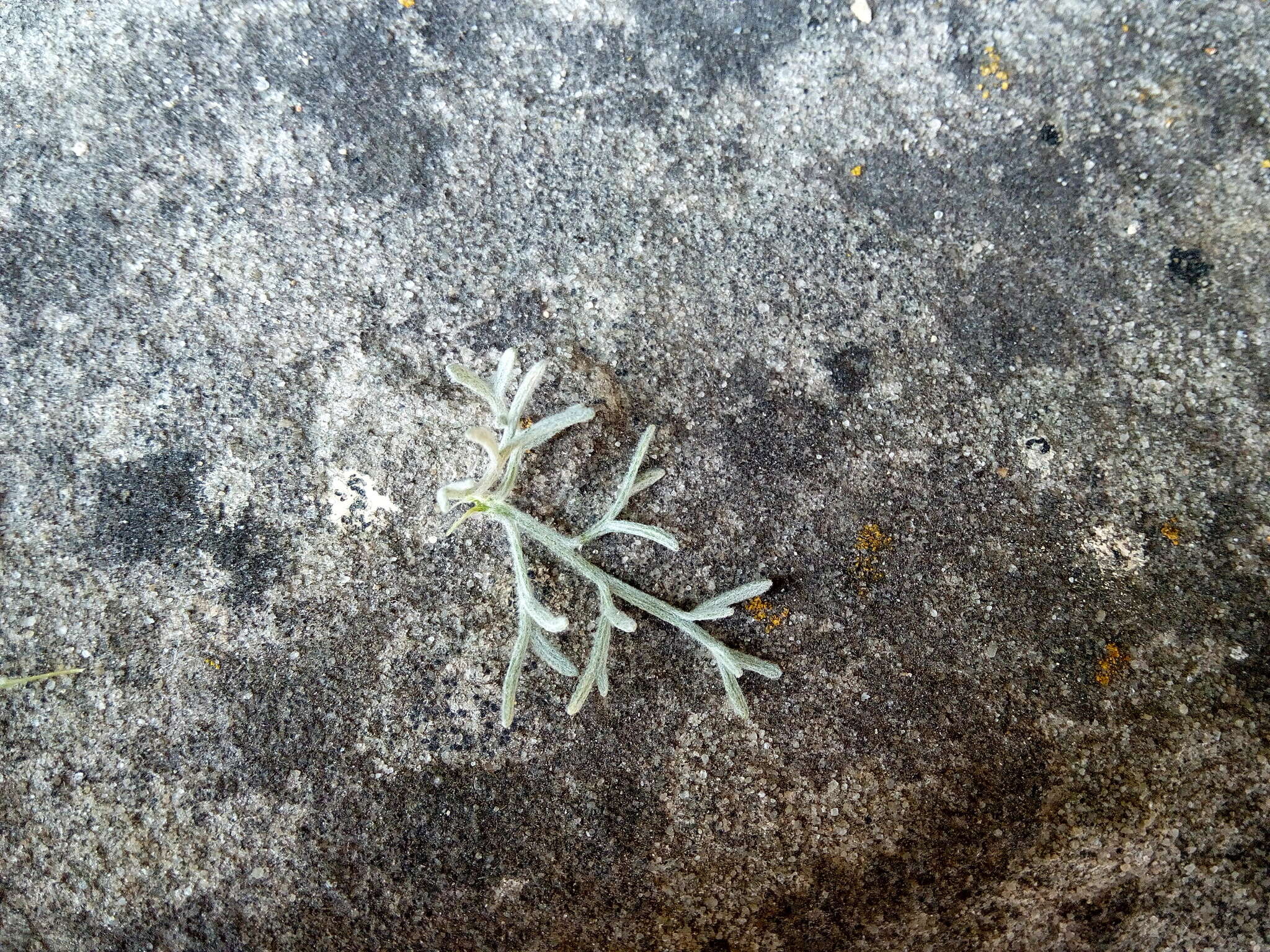 Image of field sagewort