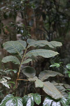 Imagem de Diploglottis cunninghamii (Hook.) J. D. Hook.