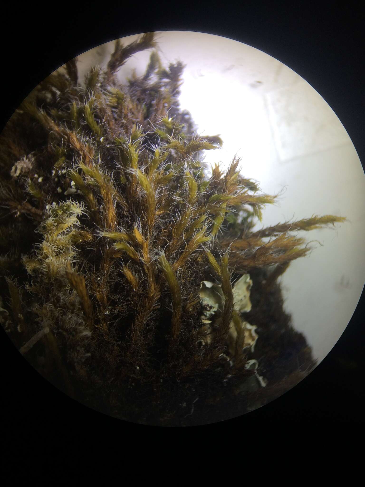 Image of racomitrium moss