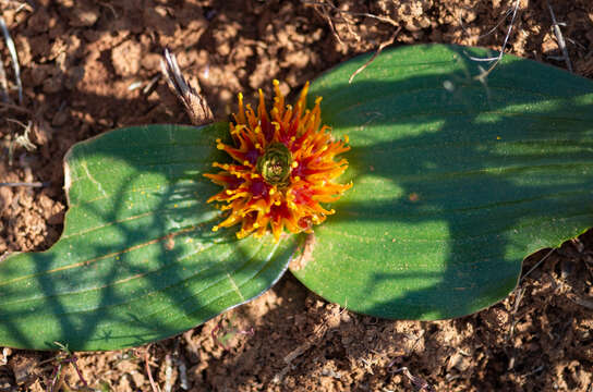 Image de Daubenya marginata (Willd. ex Kunth) J. C. Manning & A. M. van der Merwe