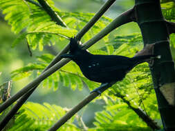 Image of Glossy Antshrike