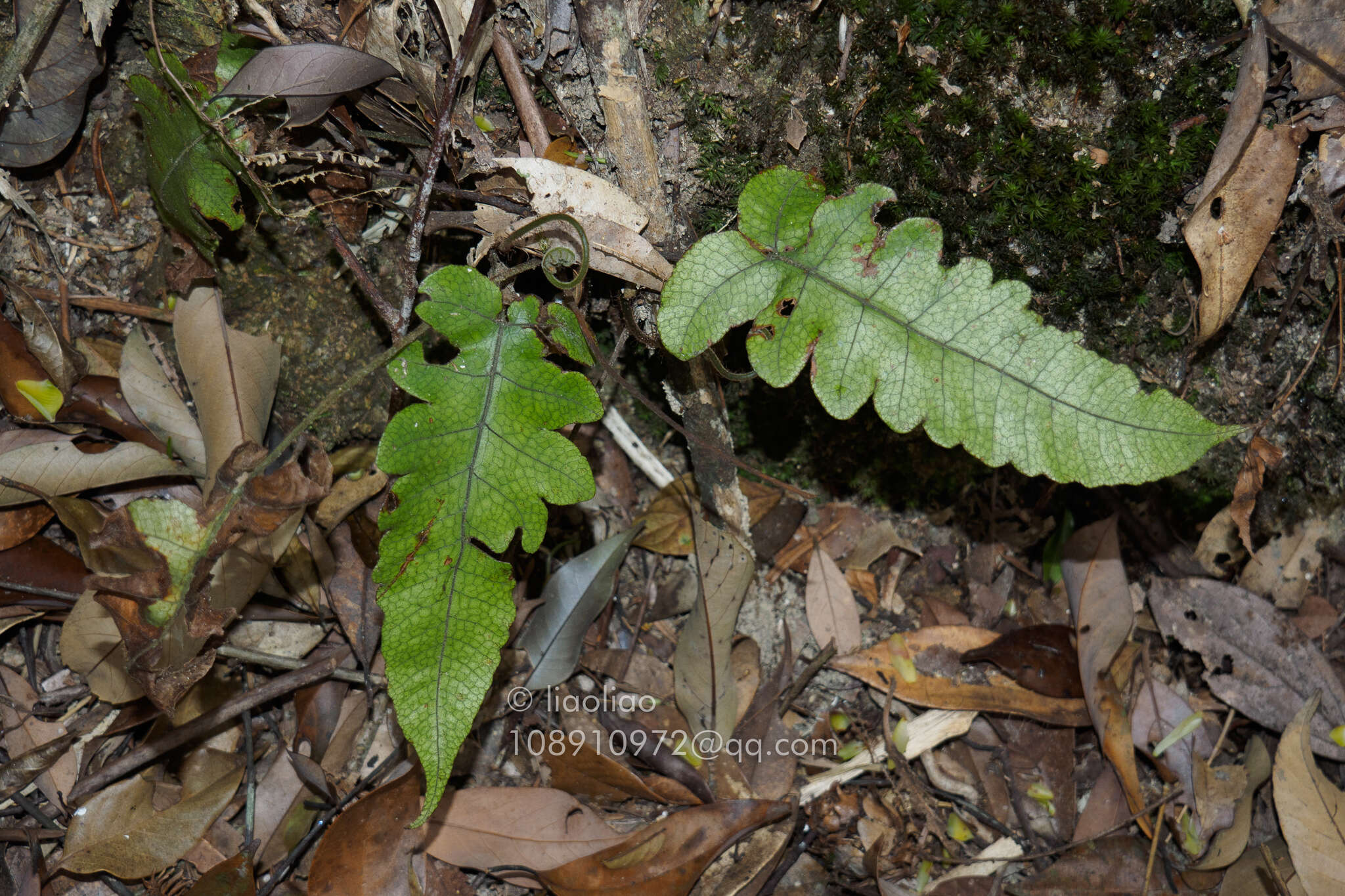 Image of Stegnogramma wilfordii (Hook.) Seriz.