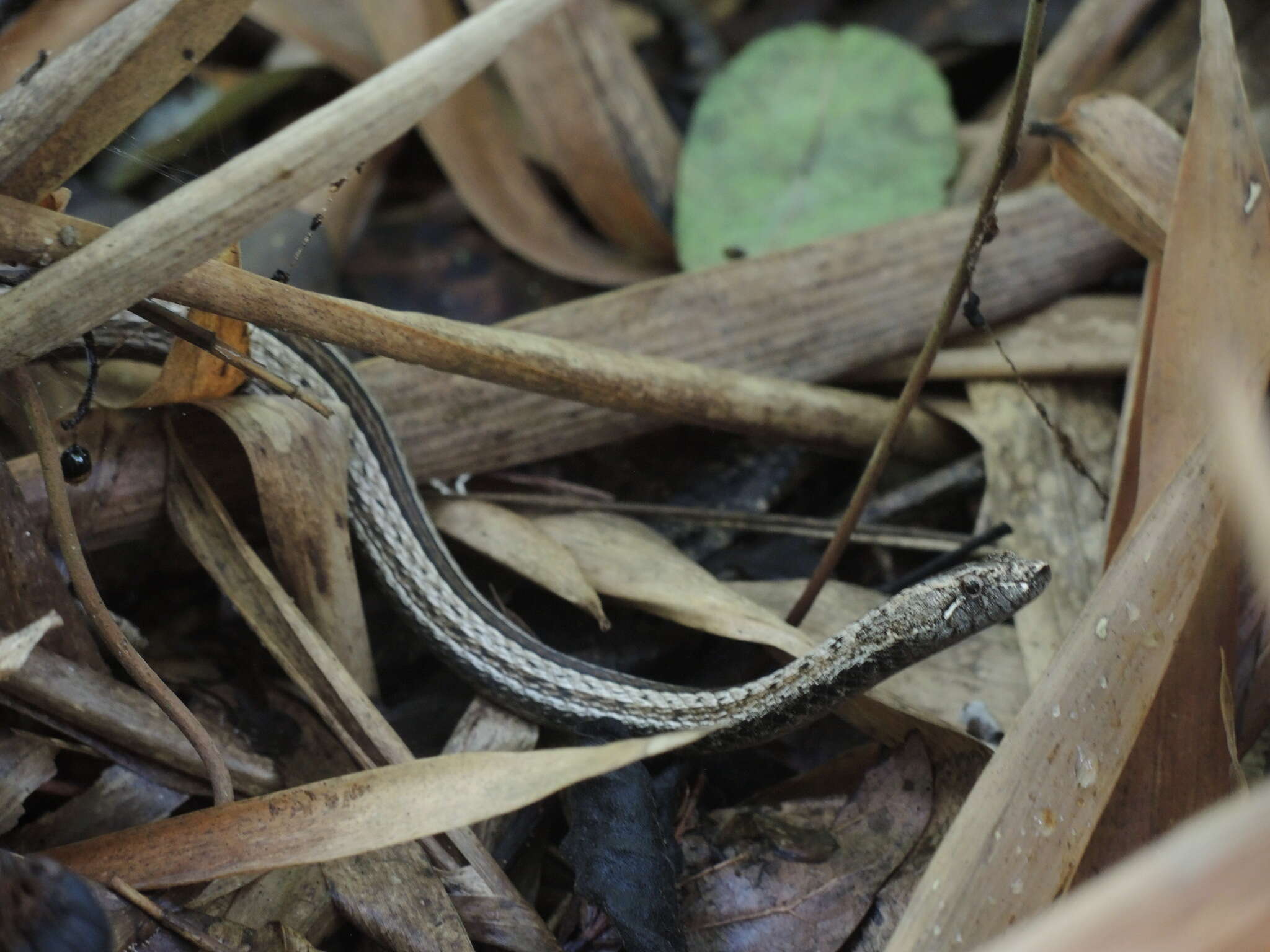 Image of Manolepis Cope 1885