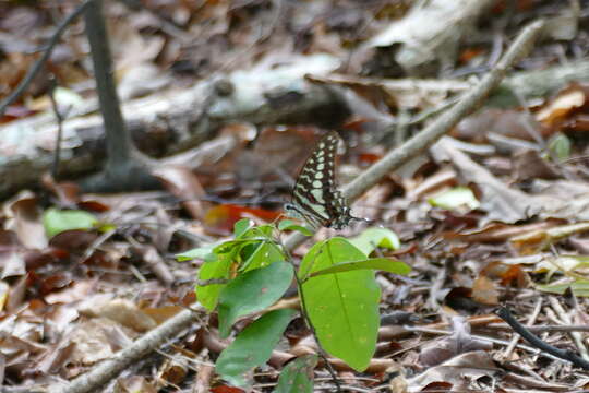 Graphium porthaon (Hewitson 1865)的圖片