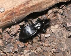 Image of Pterostichus (Petrophilus) coracinus (Newman 1838)