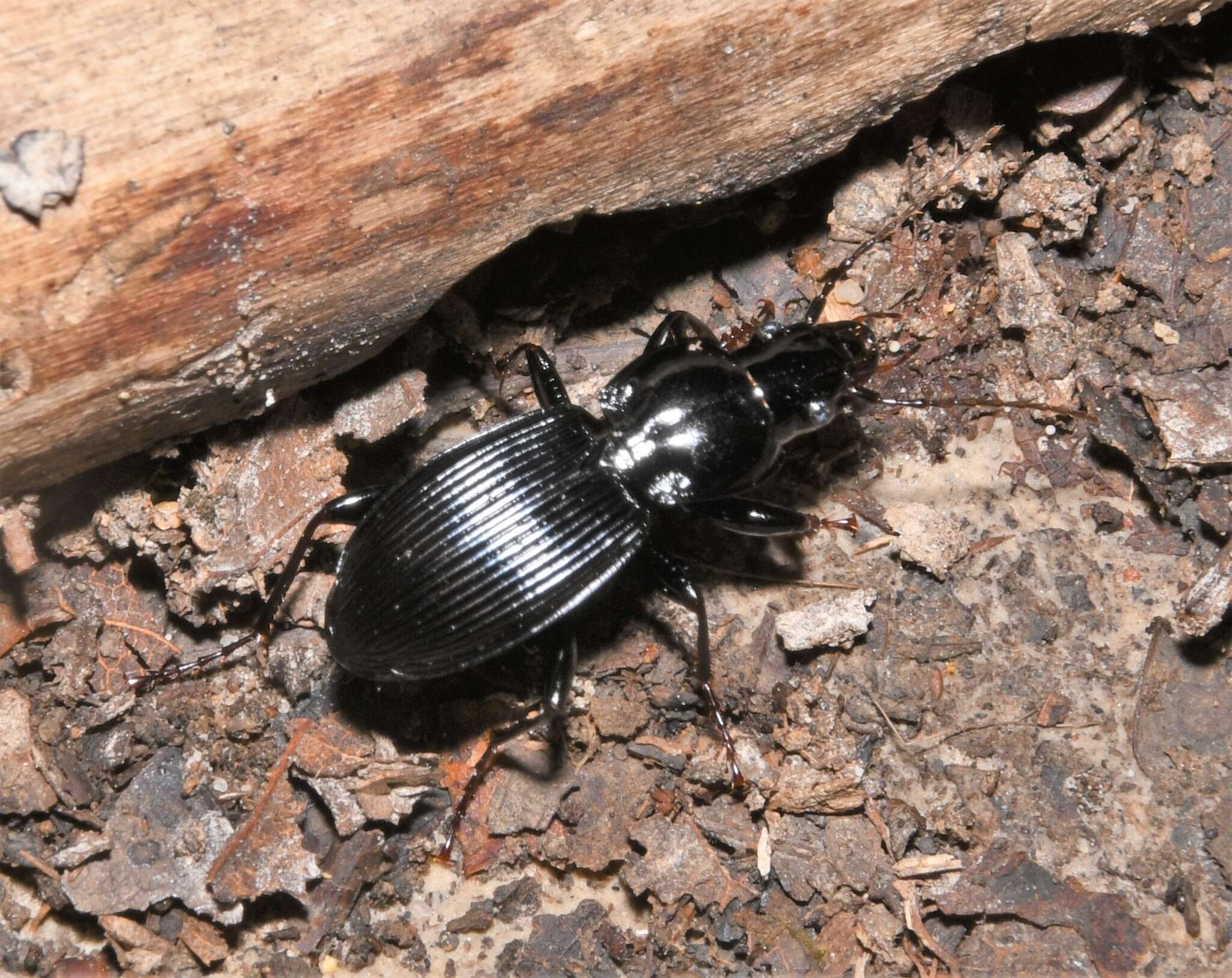 Image of Pterostichus (Petrophilus) coracinus (Newman 1838)