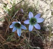 Image of Ixia monadelpha D. Delaroche