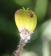 Image of Centella virgata (L. fil.) Drude