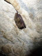 Image of Brown long-eared bat