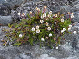 Image of white arctic mountain heather