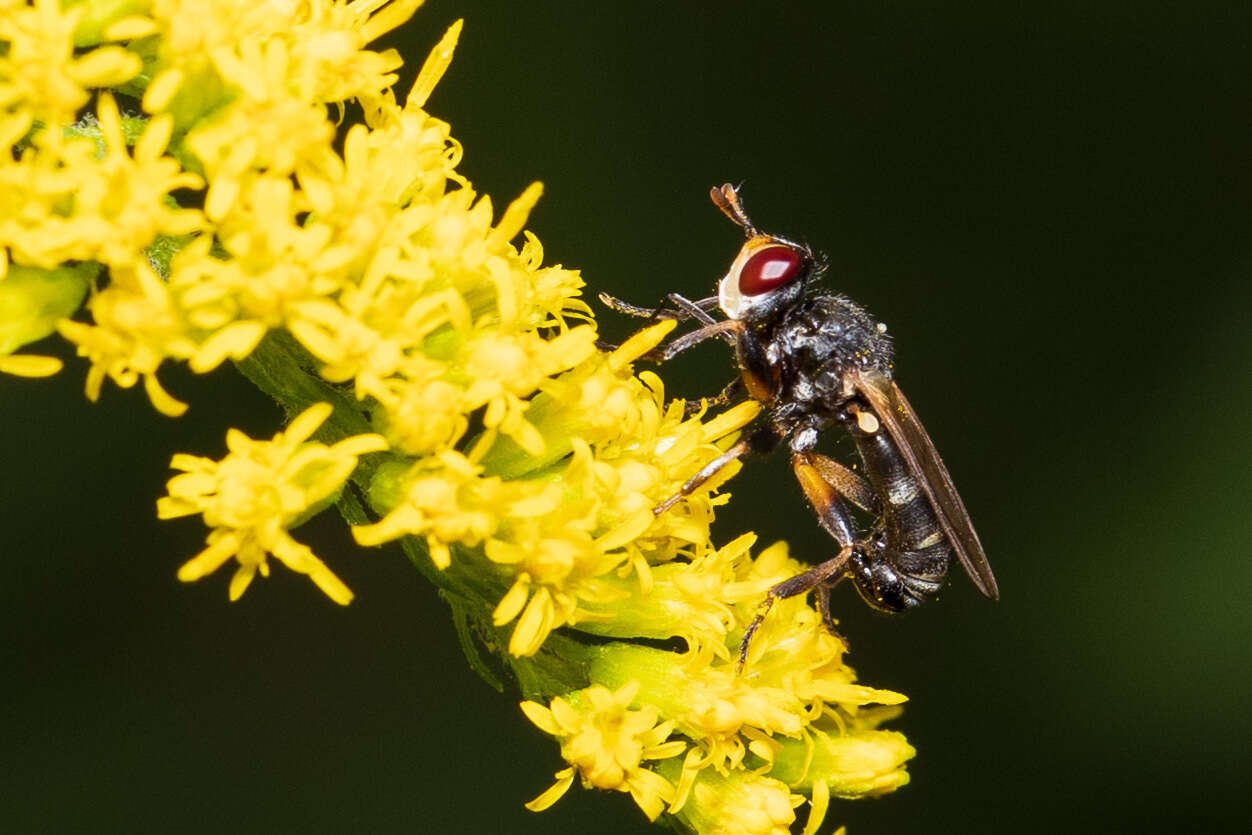 Imagem de Thecophora occidensis (Walker 1849)