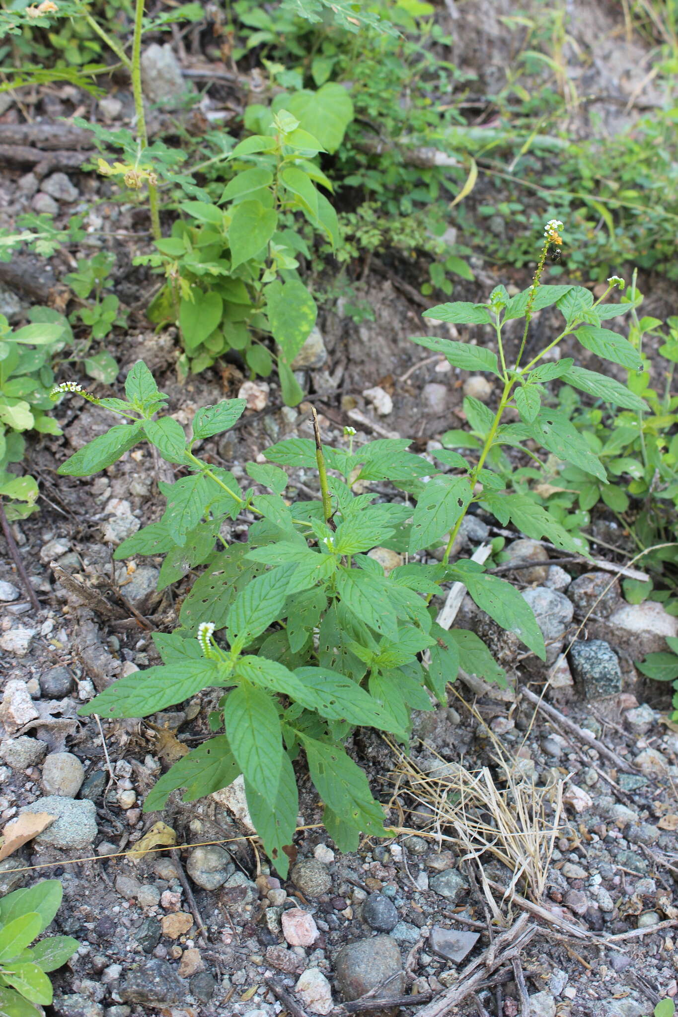 Image de Heliotropium angiospermum Murray