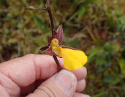 Image of Cyrtochilum aureum (Lindl.) Senghas