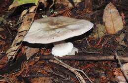 Image of Agaricus deardorffensis Kerrigan 2016