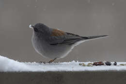 Image of Junco hyemalis dorsalis Henry 1858