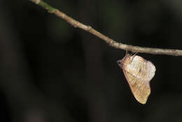 Imagem de Plagodis reticulata Warren 1893