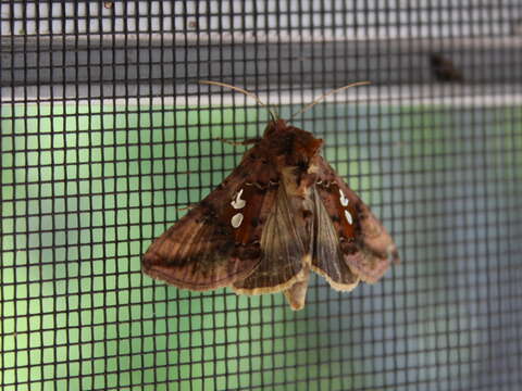 Image of Two-spotted Looper Moth, Twin Gold Spot