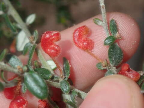 Image of Grevillea crassifolia Domin