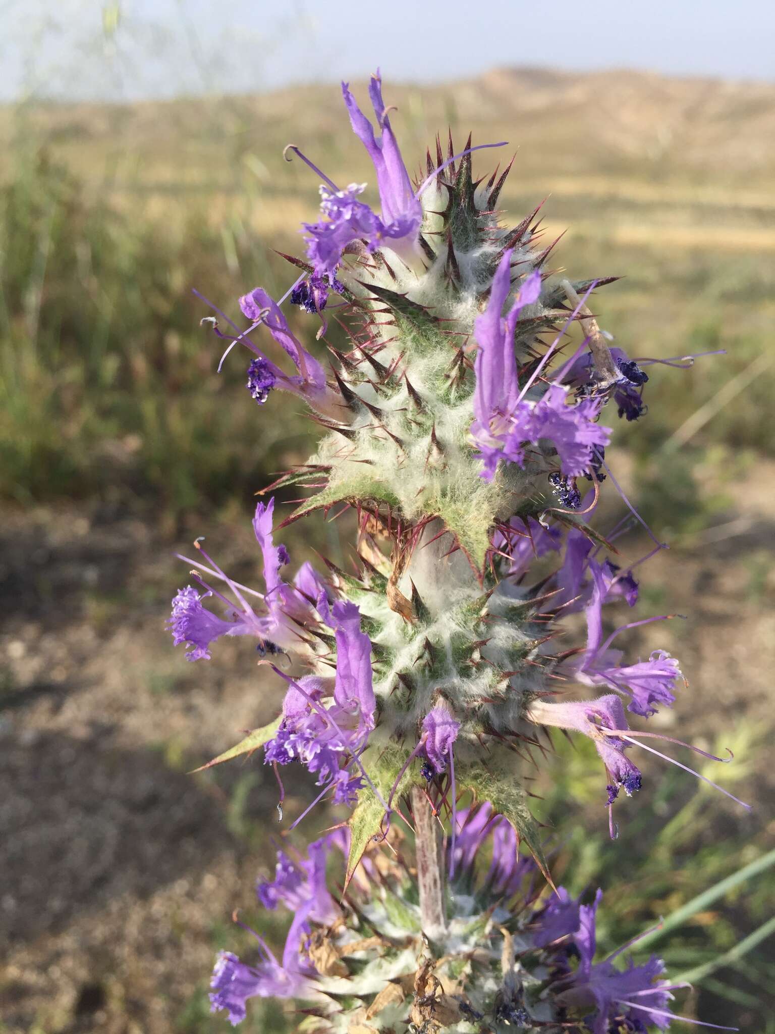 Image of thistle sage