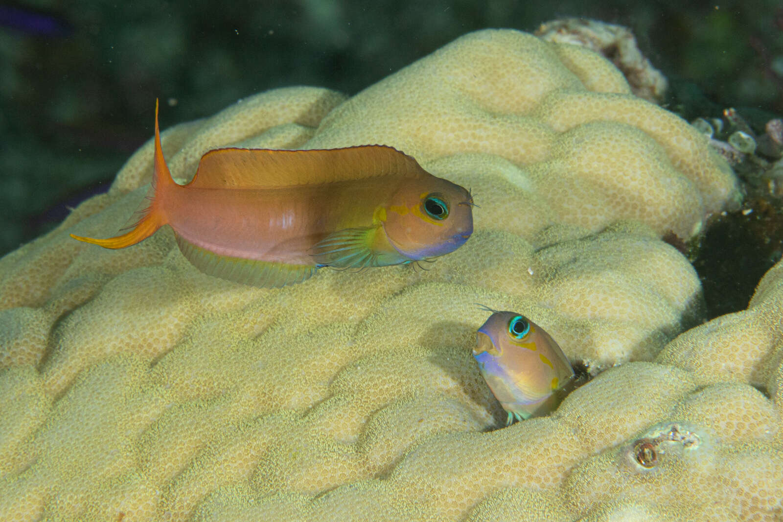 Image of Midas coralblenny