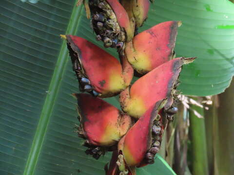 Image of Heliconia pogonantha Cufod.