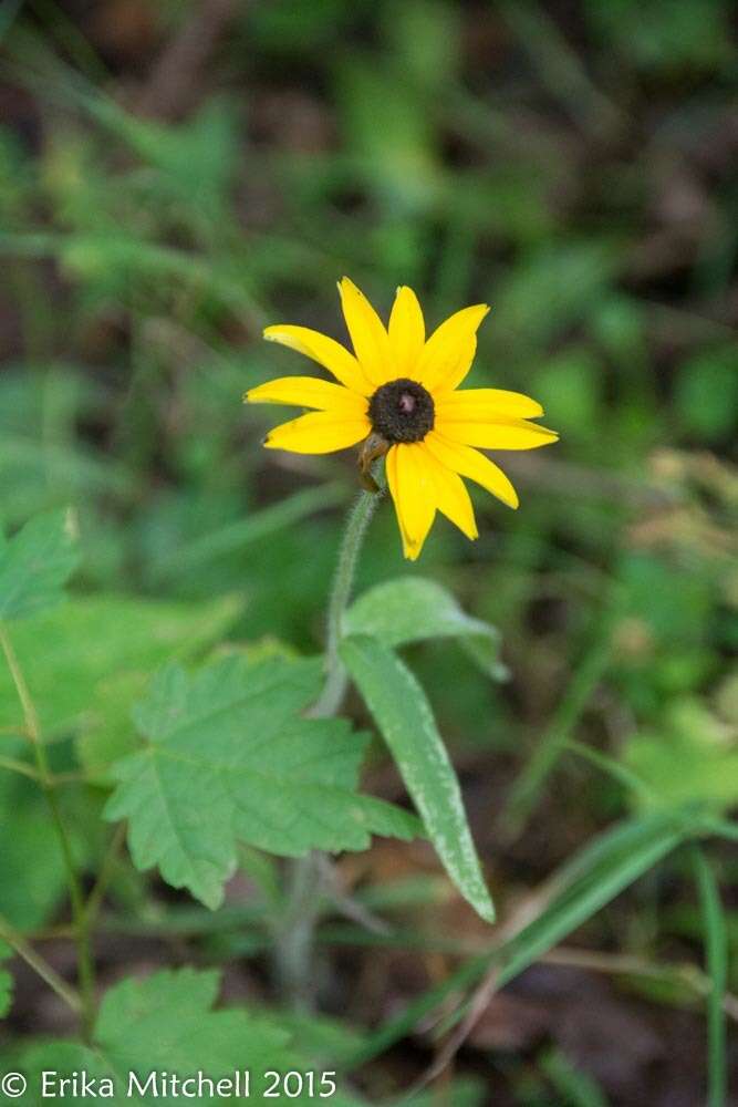 Sivun Rudbeckia hirta var. pulcherrima Farw. kuva