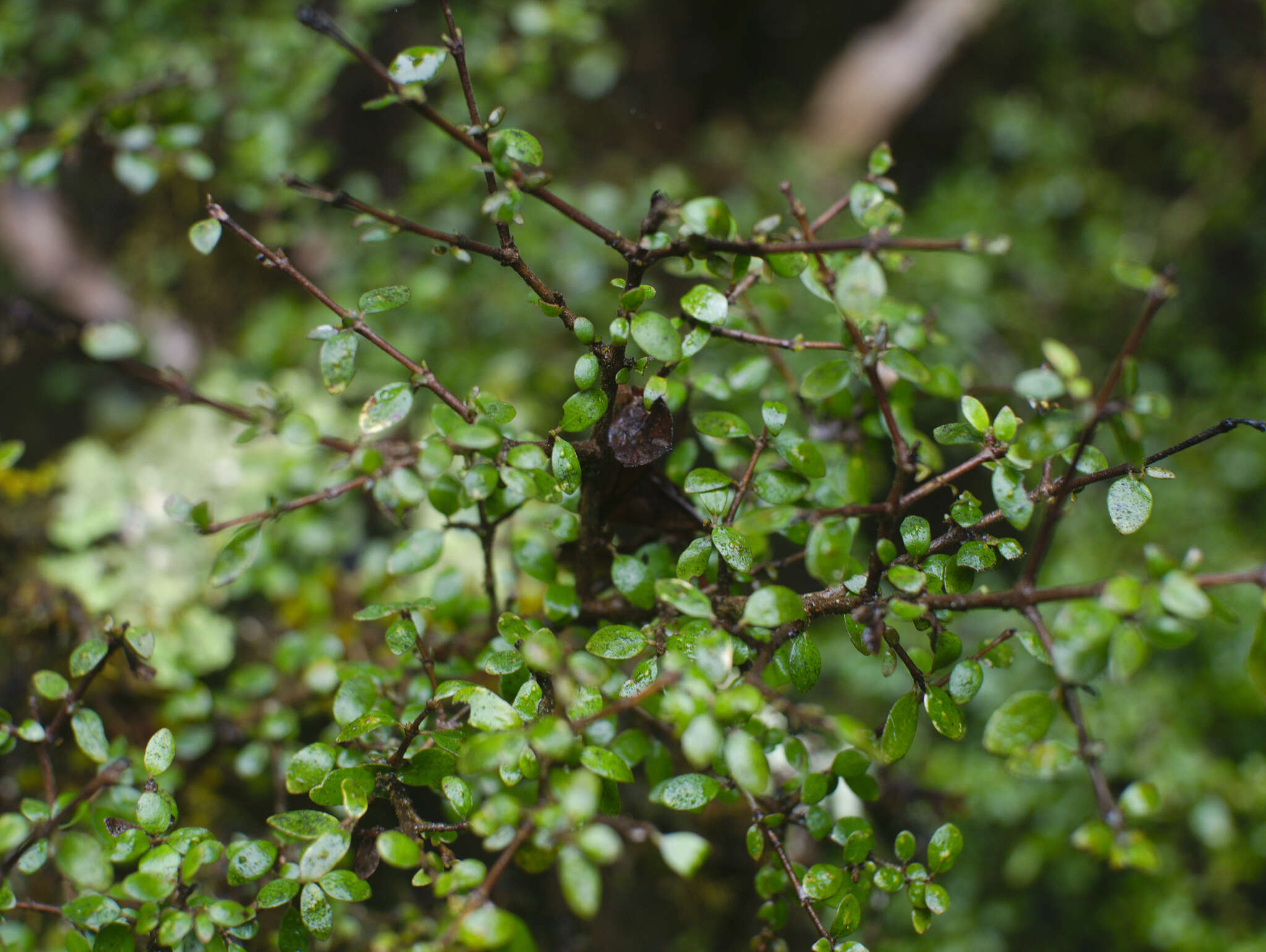 Image of Coprosma