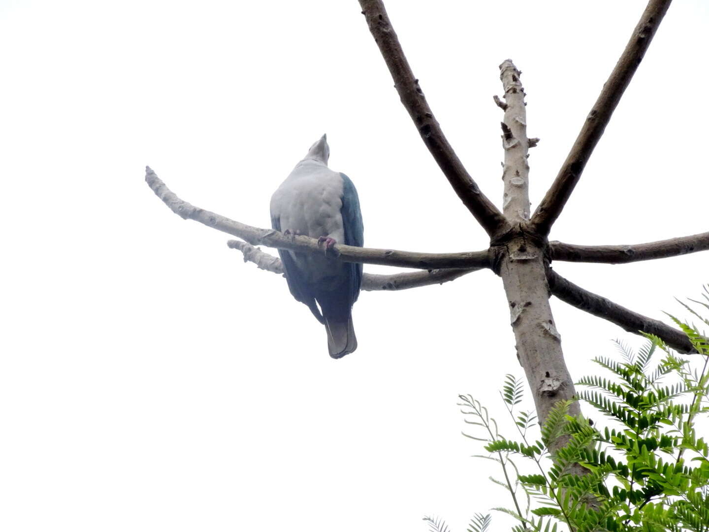 Imagem de pombo imperial verde