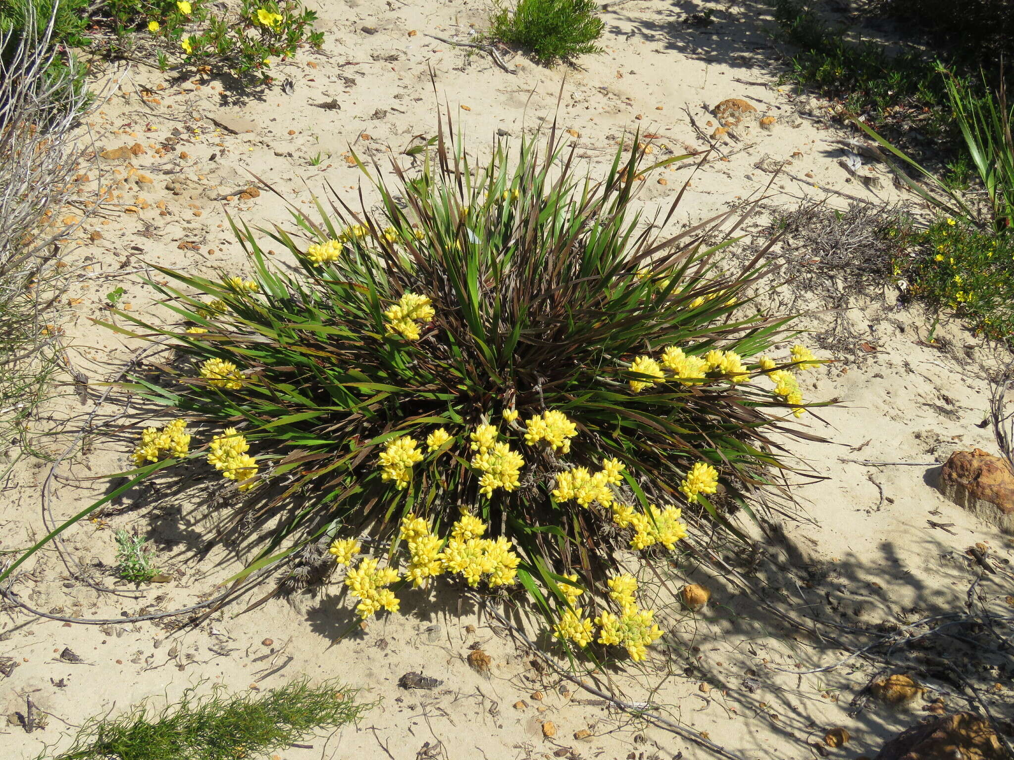 Image of Conostylis aculeata R. Br.