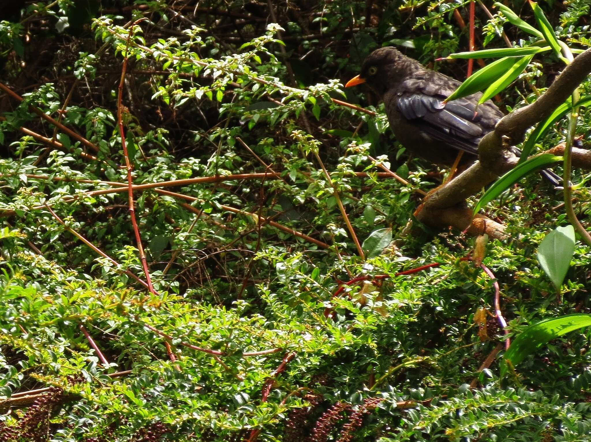 Imagem de Turdus nigrescens Cabanis 1861