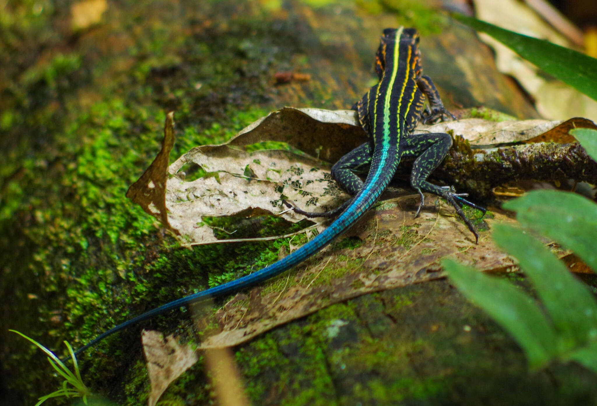 Image of Four-lined Ameiva